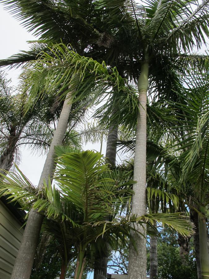 Melaleuca Caravan Park Port Macquarie Exterior foto